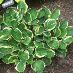 Hosta Tea and Crumpets ціна