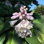 Hosta Touch of Class опис