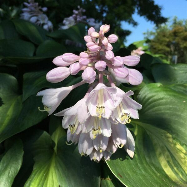 Hosta Touch of Class догляд