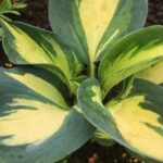 Hosta_Beach Boy ua дешево