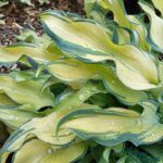 Hosta_Ripple Effect в горщику