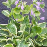 Hosta_Tea and Crumpets купити