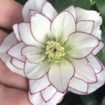 Helleborus Double White Purple Edge купити