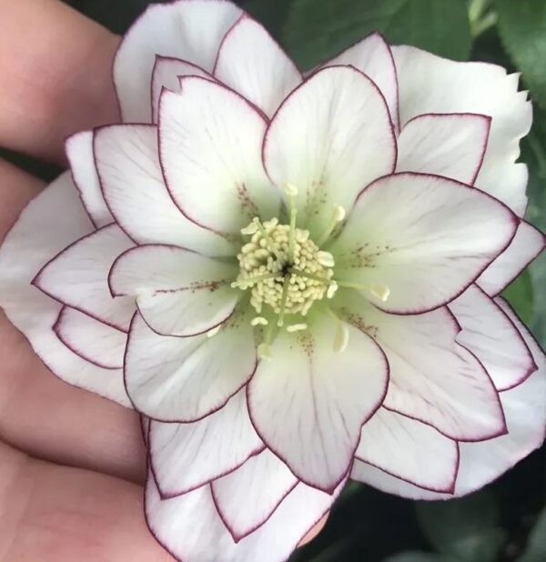 Moroznik Double White Purple Edge саджанець Helleborus Double White Purple Edge купити