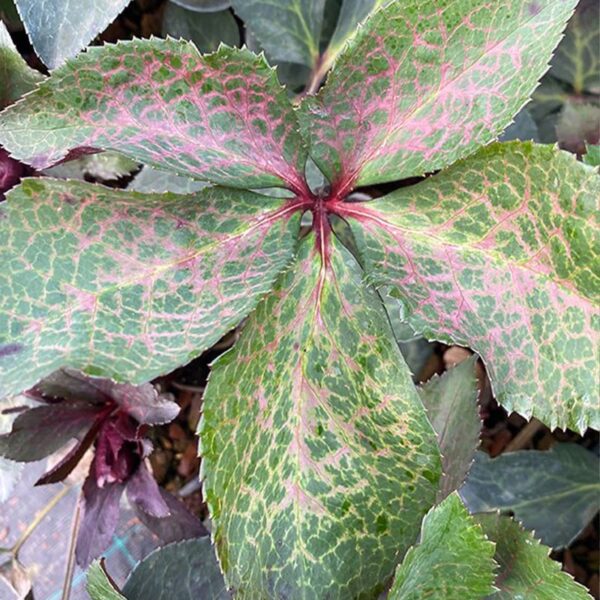 Helleborus Frostkiss Pippas Purple кольорове листя