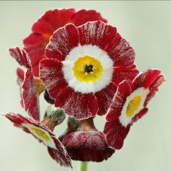 Primula Blush Baby в Україні Догляд за auricula Blush Baby