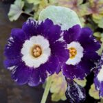 Замовляйте примула Blue Chip