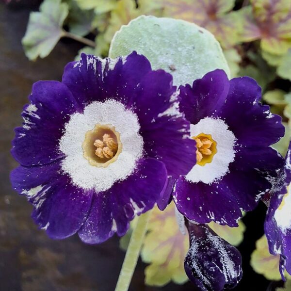 Auricula Blue Chip в розпліднику