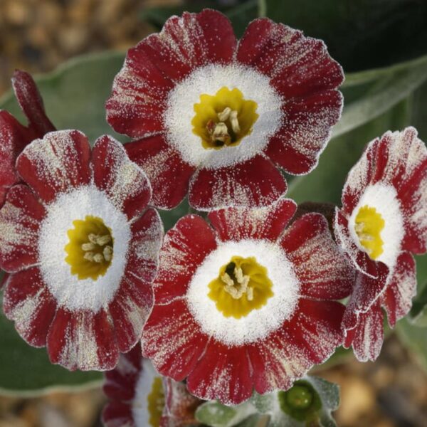 Купити аурікулу Blush Baby