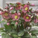 Helleborus Frostkiss Pippas Purple купити