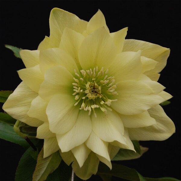Helleborus Double Super Yellow