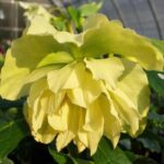 Чемерник Double Super Yellow в Україні