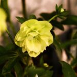 Морозник Double Super Yellow поштою