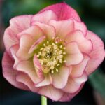 Чемерник Double Apricot в розпліднику