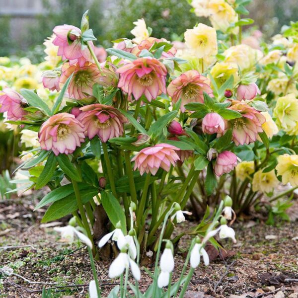 Helleborus Double Apricot купити
