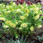 Чемерник Double Super Yellow саджанці