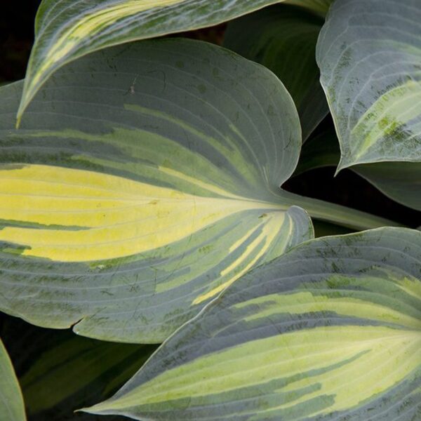 Hosta Touch of Class ціна