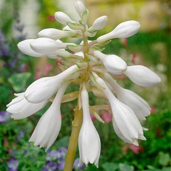 Хоста Beach Boy Hosta