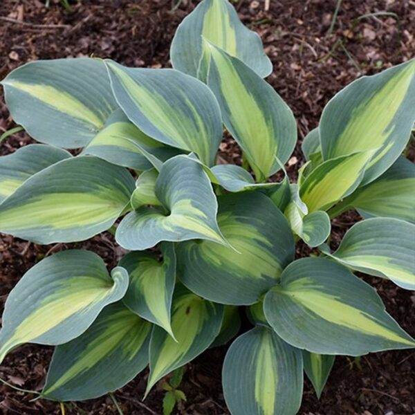Хоста_Touch of Class купити Hosta Touch of Class фото