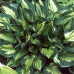 Hosta Whirlwind в горщику