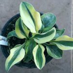 Hosta Madness Mouse в горщику
