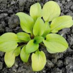 Hosta Sun Mouse в горщику