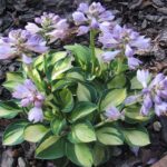 Hosta_Holy Mouse Ears ціна