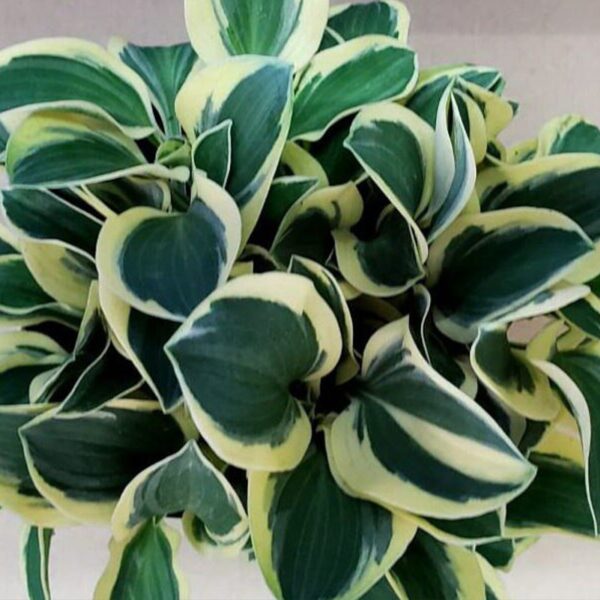 Hosta_Madness Mouse купити Хоста Madness Mouse ціна