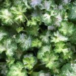 dew-drops