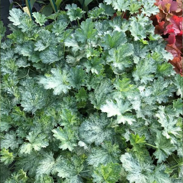 heuchera Dew Drops Гейхера Dew Drops купити